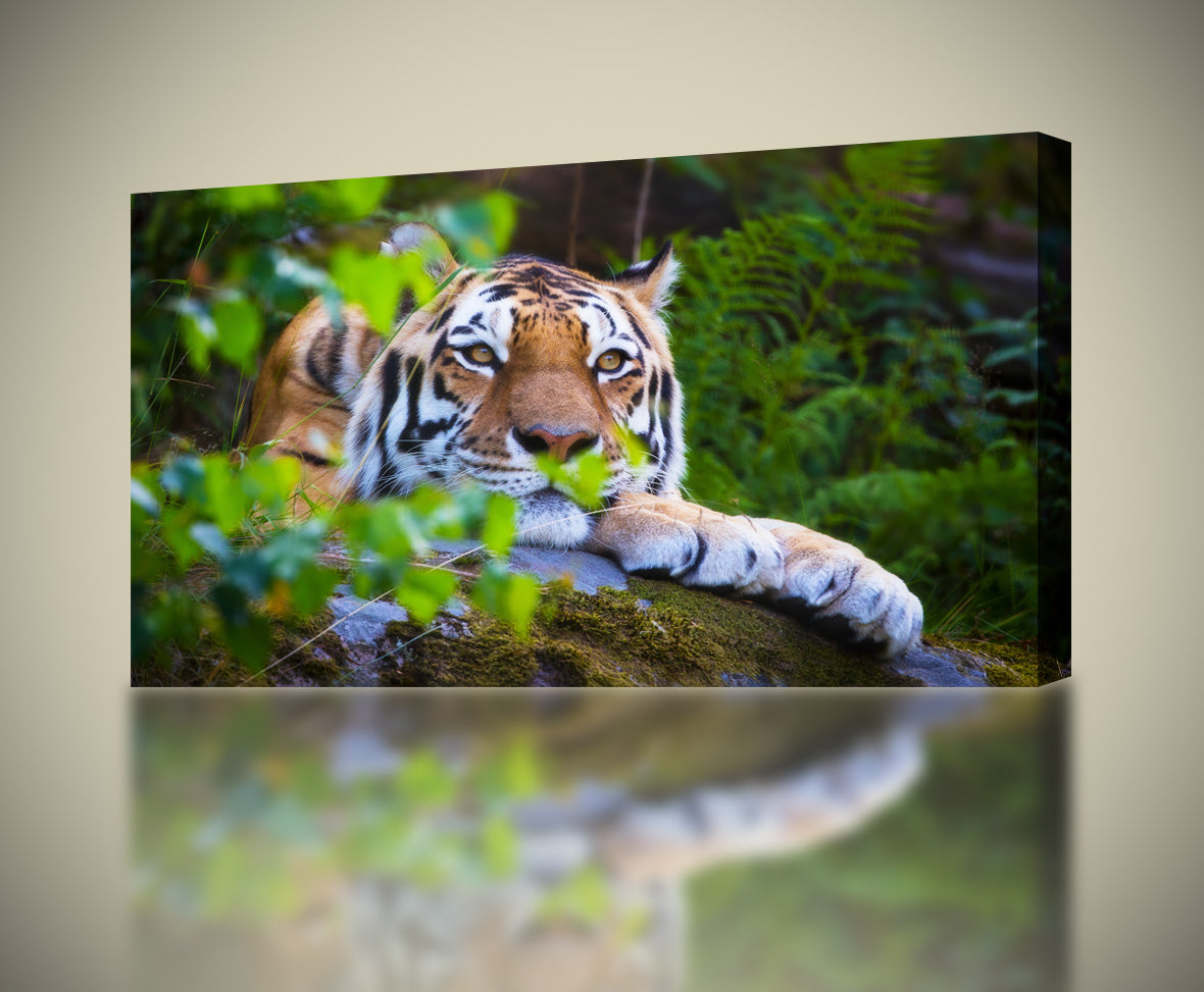 Tiger Wild Safari Animals Canvas Print Giclee