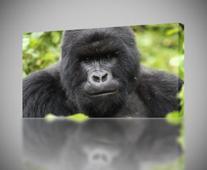 Gorille Canvas Print Giclee