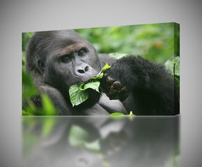 Gorille Canvas Print Giclee