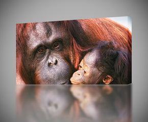 ORANGUTAN Monkey Canvas Print Giclee