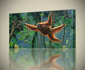 ORANGUTAN Monkey Canvas Print Giclee