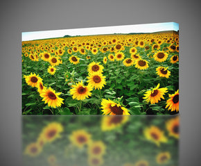 Giclee d’impression de toile de champ de tournesol