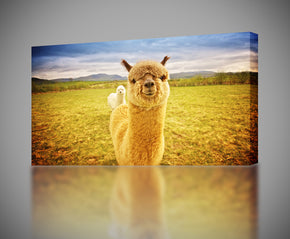 Giclee d’impression de toile d’Alpacas