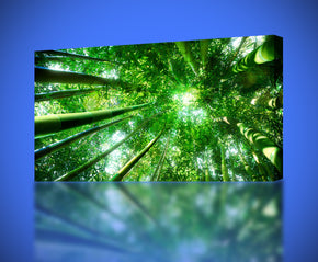 Bambou Forest Trees Canvas Print Giclee