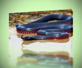 Giclee noir de toile de Mamba de serpent