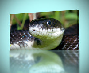 Giclee noir de toile de Mamba de serpent