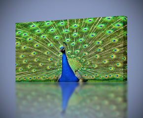 Peacock Feathers Canvas Print Giclee