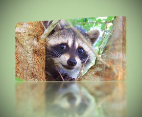 Raccoon Canvas Print Giclee