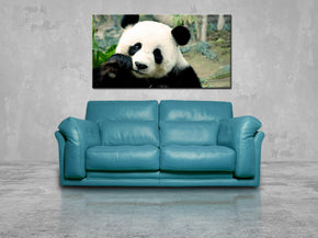 Panda Bear Canvas Print Giclee