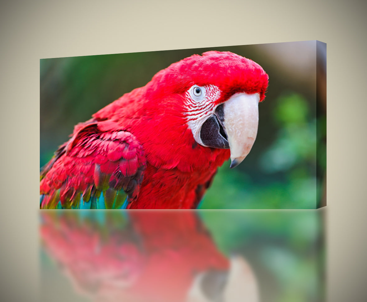 Red Parrot Canvas Print Giclee