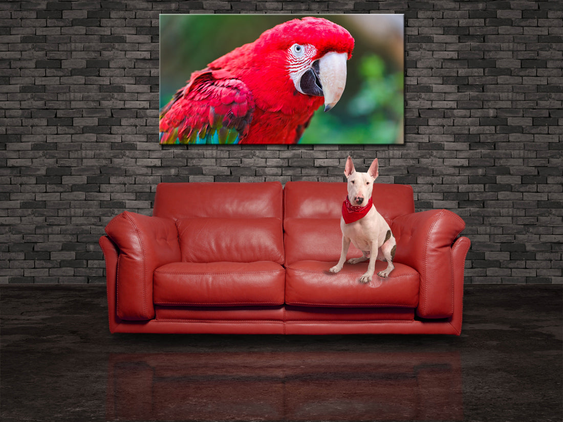 Red Parrot Canvas Print Giclee