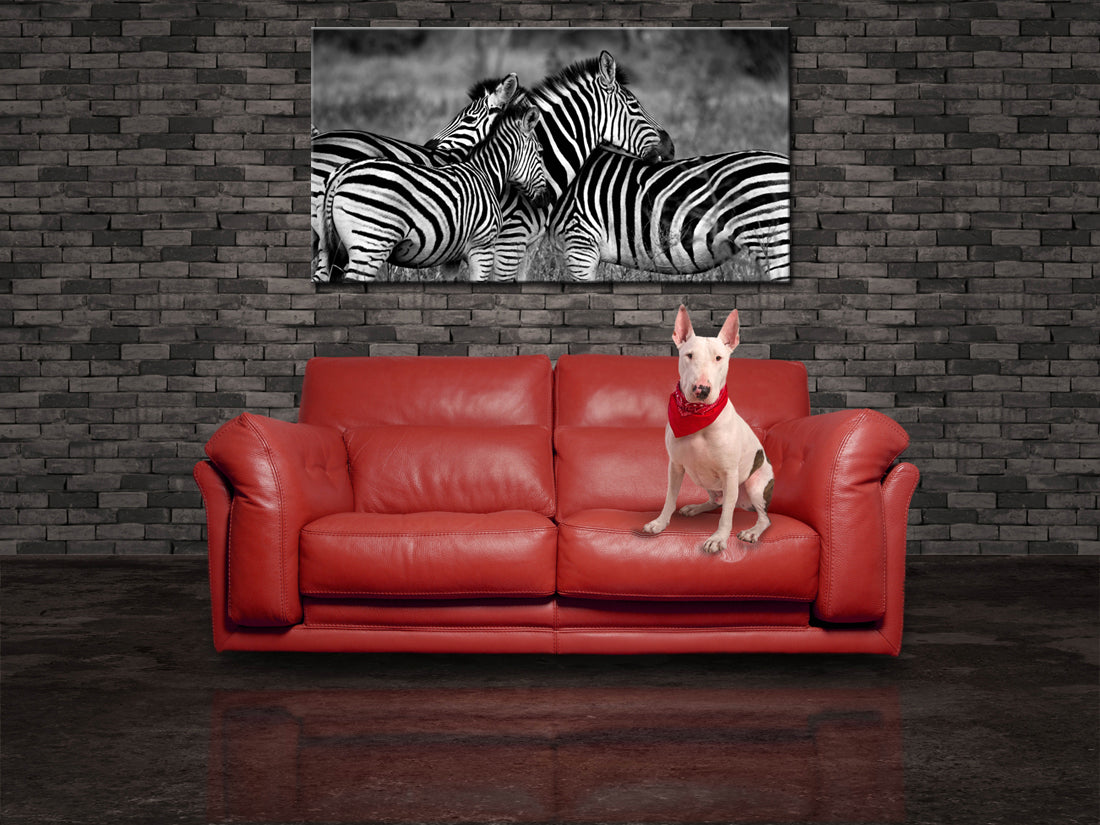 Zèbres Impression Giclée sur Toile