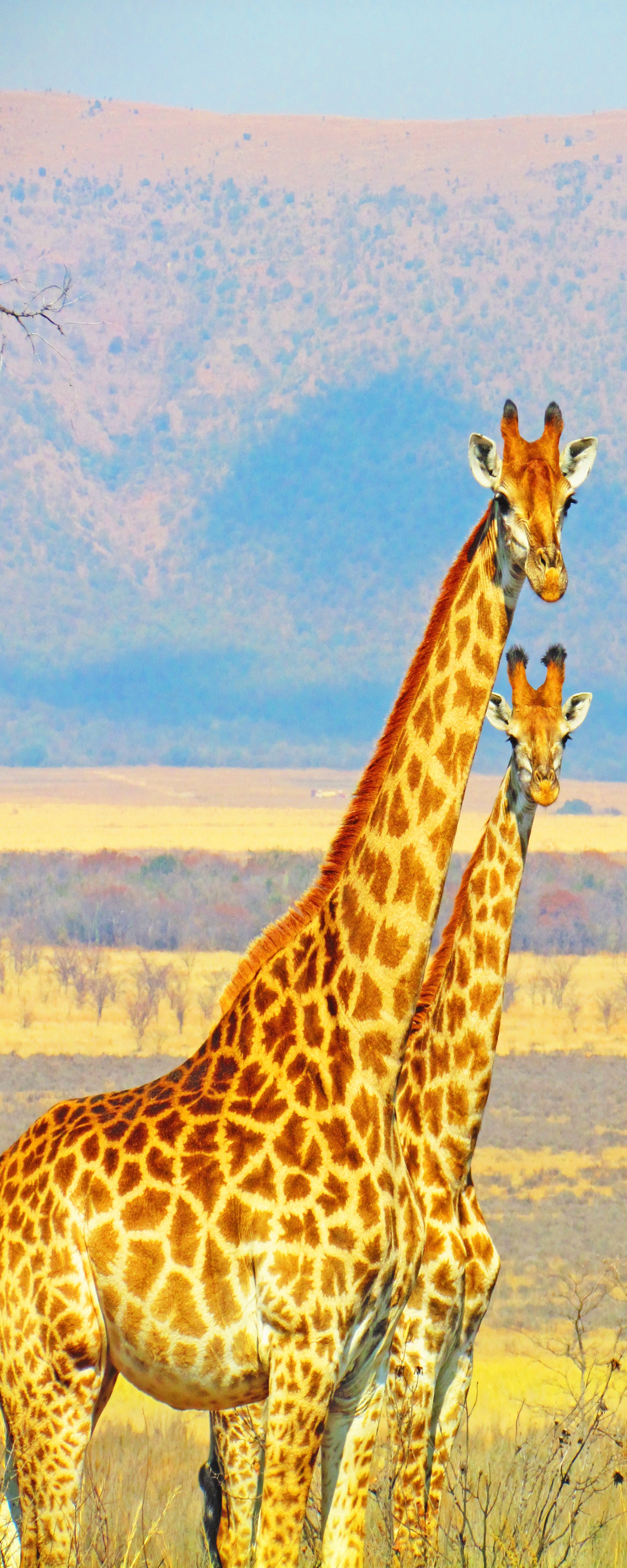 Giraffes Safari DIY DOOR WRAP Autocollant amovible décalcomanie D53
