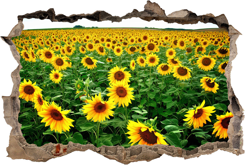 Sunflower Field 3D Smashed Broken Decal Wall Sticker