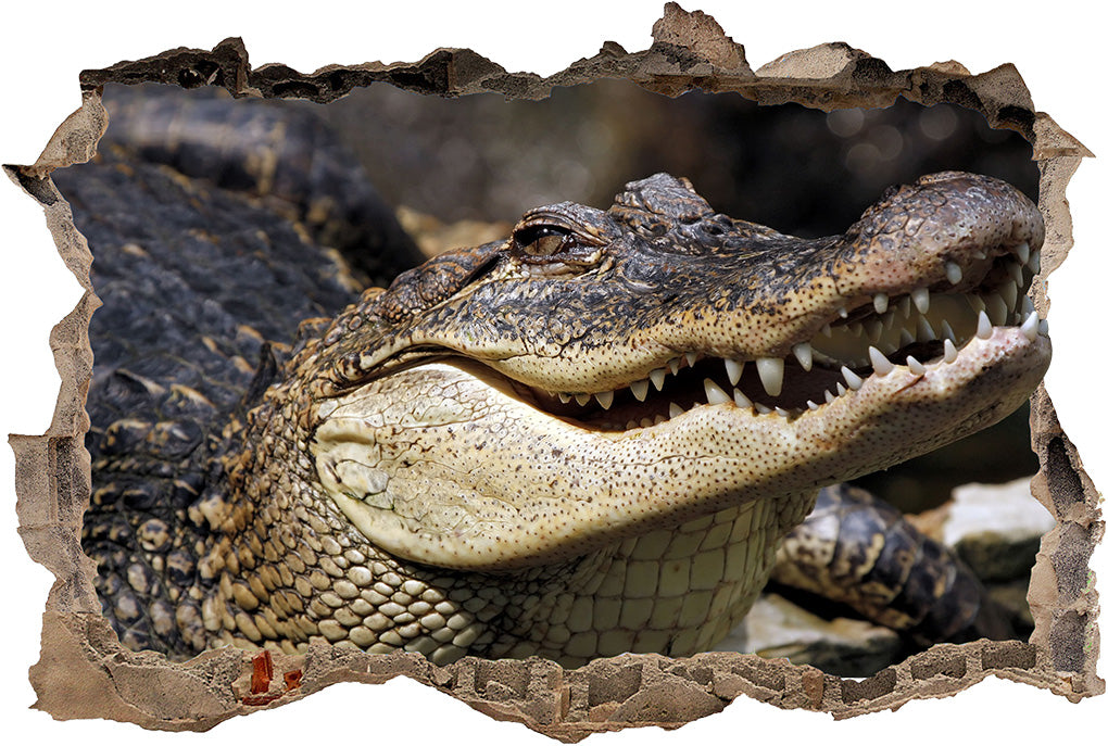 Crocodile Alligator Reptile 3D Cassé Cassé Sticker Mural