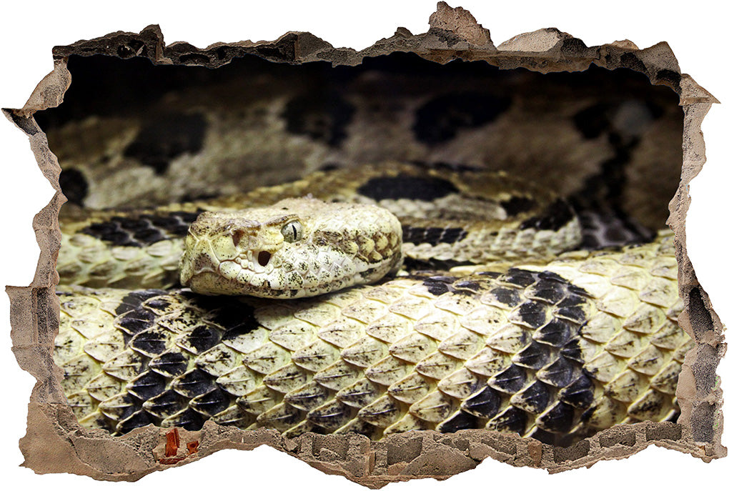 Rattlesnake Snake 3D Smashed Broken Decal Wall Sticker J54