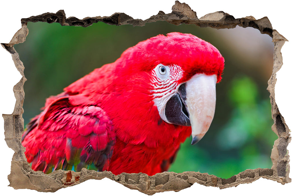 Parrot 3D Smashed Broken Decal Wall Sticker J757