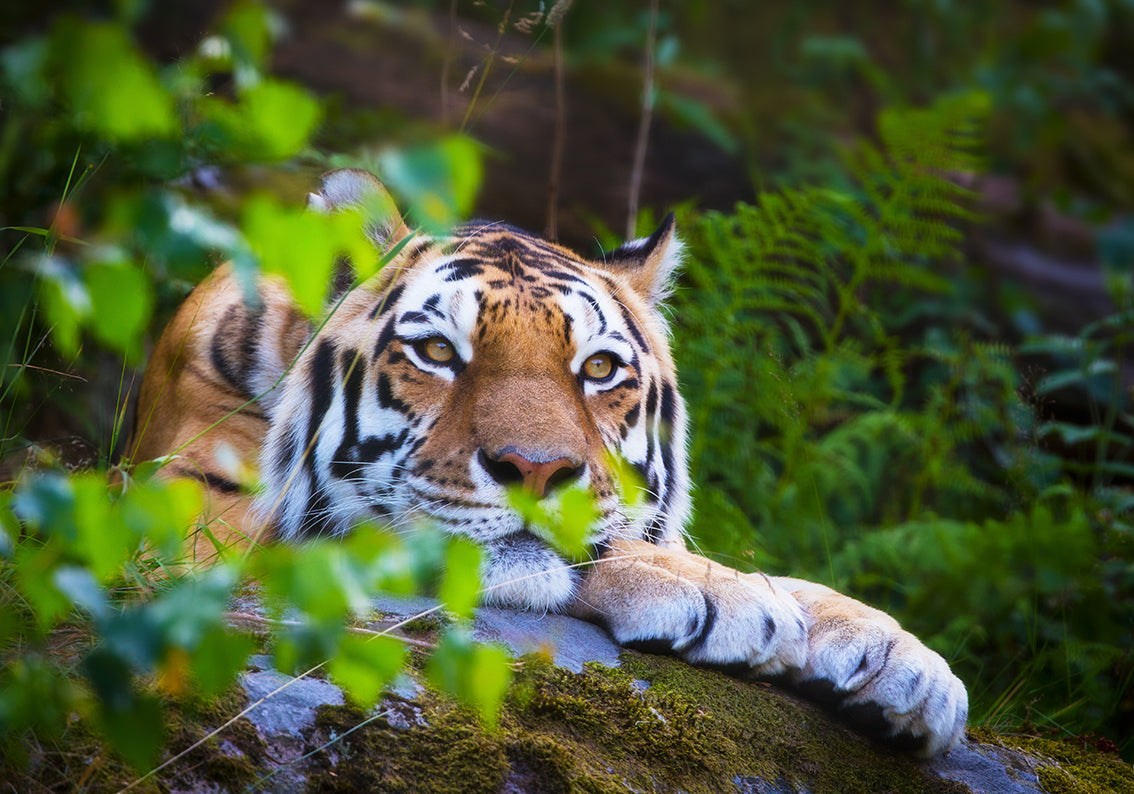 Papier Peint Autocollant Amovible Tissé Tigre Murale Moderne M192