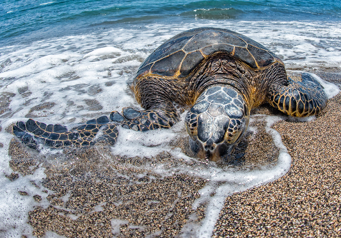 Papier peint amovible auto-adhésif tissé tortue de mer M196