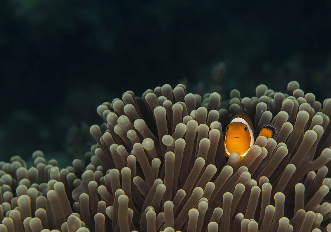 Papier Peint Amovible Auto-Adhésif Tissé en Eau Profonde Poisson Algues Murale Moderne M33