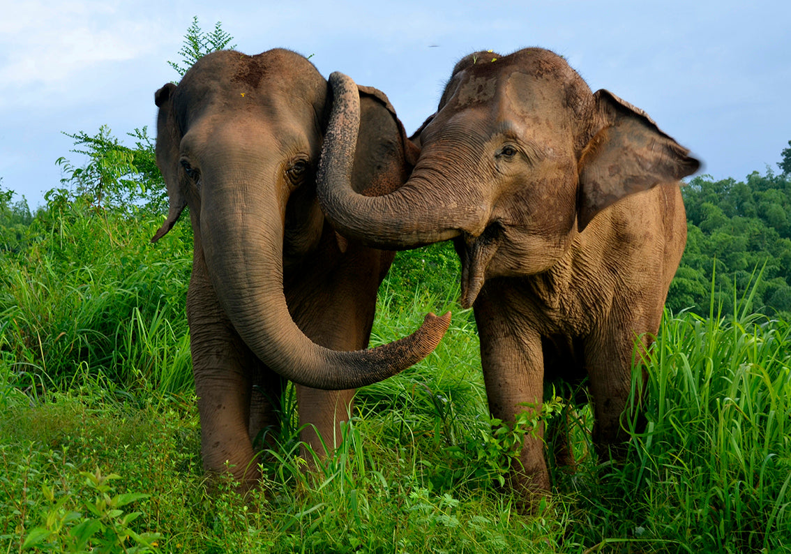 Elephants Woven Self-Adhesive Amovible Wallpaper Modern Mural M77 Éléphants Tissé auto-adhésif