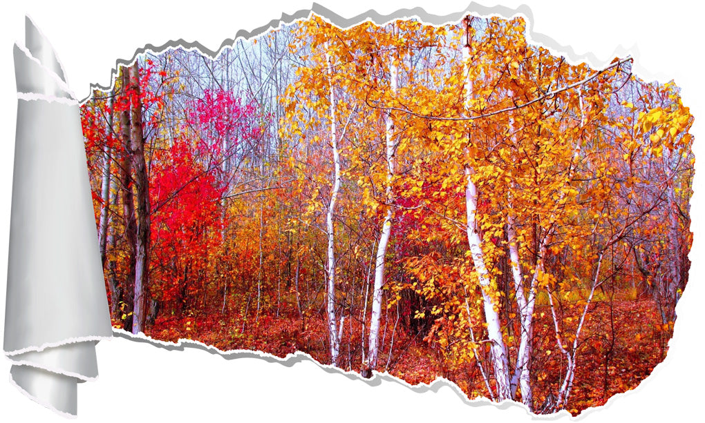 Autumn Red Forest Trees 3D Torn Paper Hole Ripped Effect Decal Wall Sticker