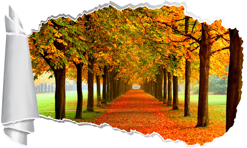 Autumn Forest Trees Leaves 3D Torn Paper Hole Ripped Effect Decal Wall Sticker