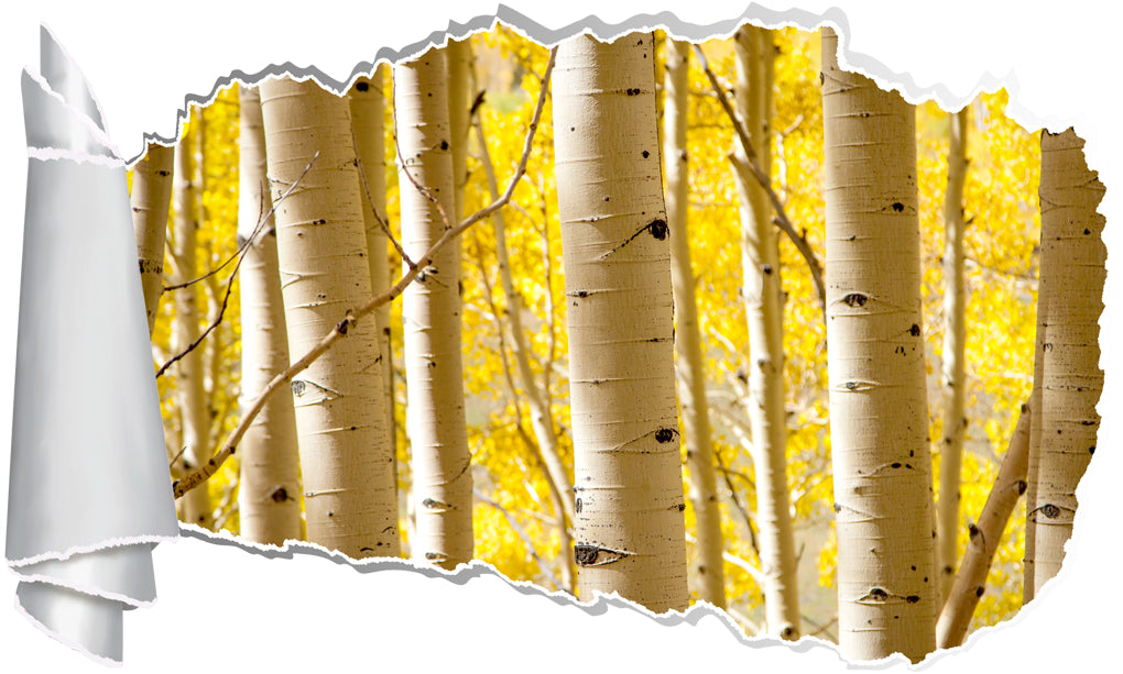 Yellow Birch Trees 3D Torn Paper Hole Ripped Effect Decal Wall Sticker