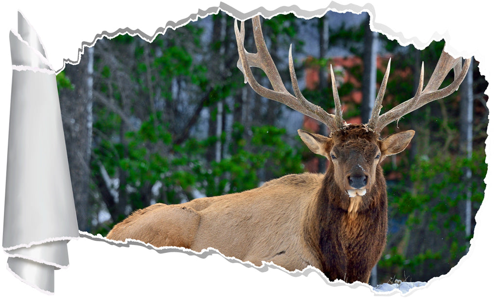 Deer In Snow 3D Torn Paper Hole Ripped Effect Decal Wall Sticker