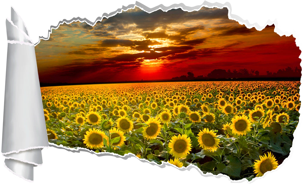 Sunflower Field Sunset 3D Torn Paper Hole Ripped Effect Autocollant mural décalcomanies
