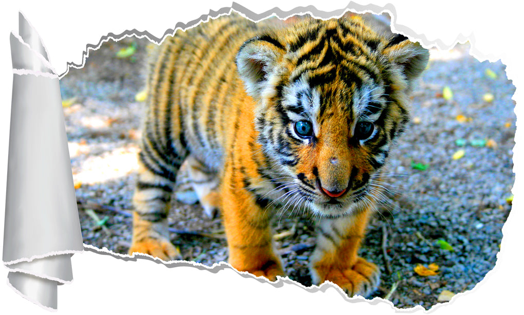Tiger Cub 3D Torn Paper Hole Ripped Effect Decal Wall Sticker