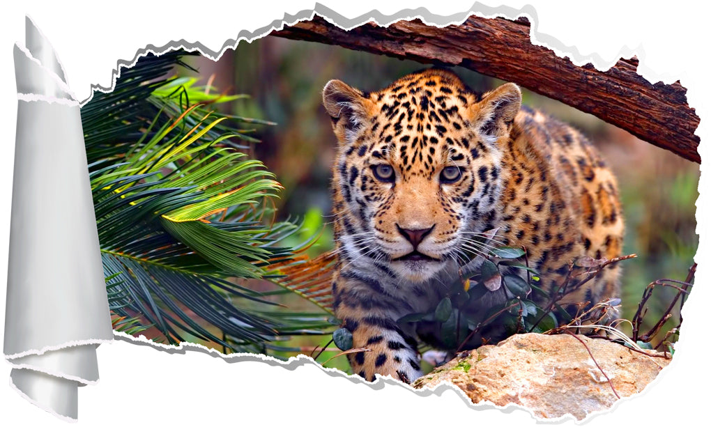 Jaguar 3D Torn Paper Hole Ripped Effect Decal Wall Sticker