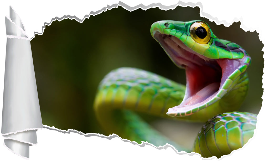 Snake 3D Torn Paper Hole Ripped Effect Decal Wall Sticker