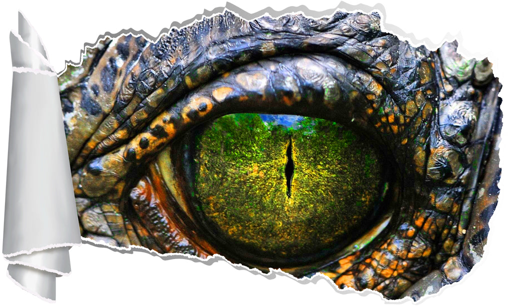 Crocodile Eye 3D Torn Paper Hole Ripped Effect Decal Wall Sticker