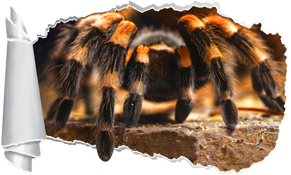 Tarantula Spider 3D Torn Paper Hole Ripped Effect Decal Wall Sticker