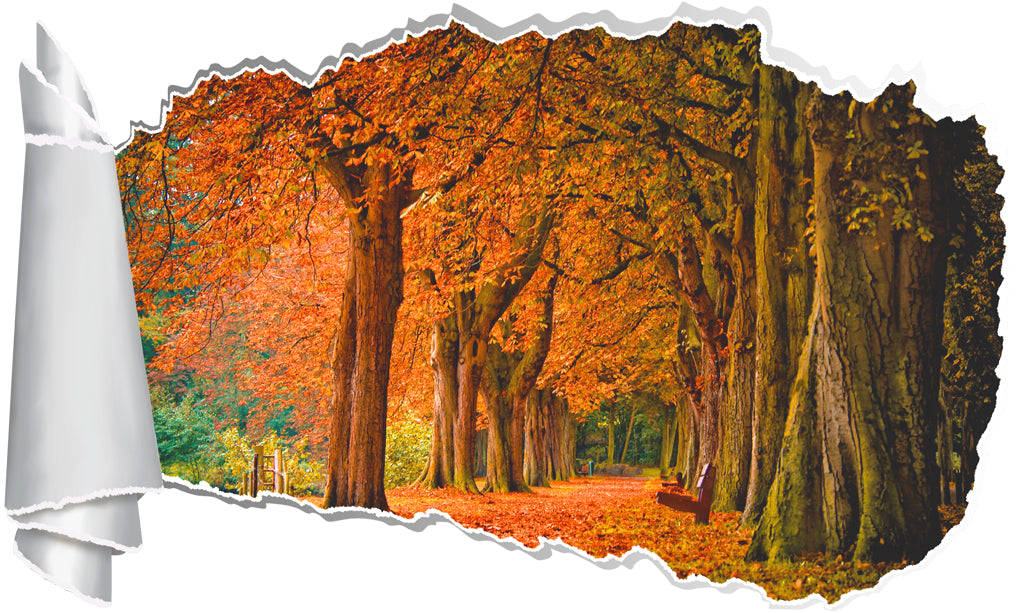 Autumn Leaves Trees 3D Torn Paper Hole Ripped Effect Decal Wall Sticker