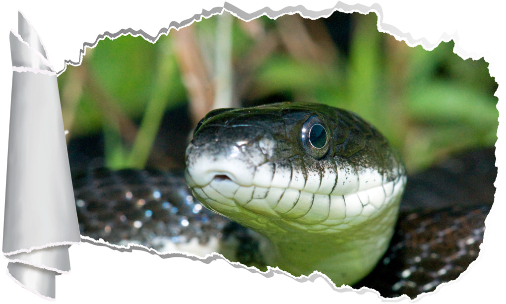 Black Mamba Snake 3D Torn Paper Hole Ripped Effect Decal Wall Sticker