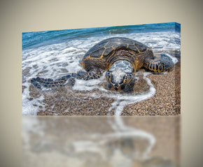 Sea Turtle Ocean Animals Canvas Print Giclee