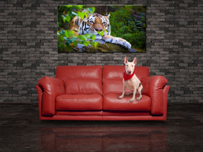 Tiger Wild Safari Animals Canvas Print Giclee