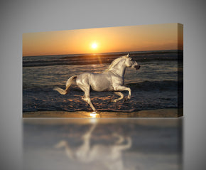 Cheval blanc au coucher du soleil Animaux Impression sur toile