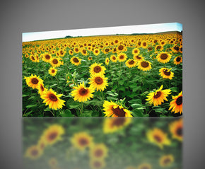 Sunflower Field Canvas Print Giclee
