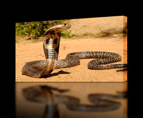 Cobra Snake Canvas Print Giclee