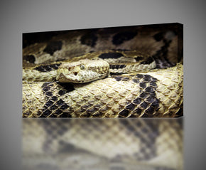 Rattlesnake Snake Canvas Print Giclee