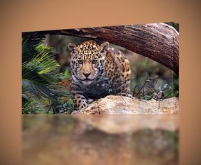 Jaguar Tiger Leopard Canvas Print Giclee