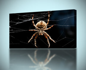 Spider Web Canvas Print Giclee