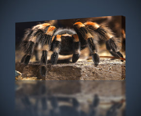 Tarantula Spider Web Canvas Print Giclee