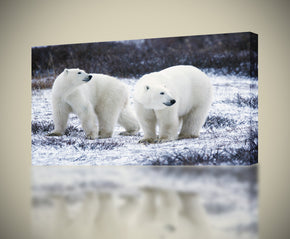 White Polar Bears Canvas Print Giclee