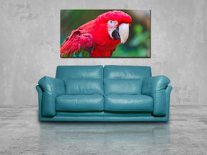 Red Parrot Canvas Print Giclee